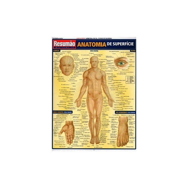 Livro - Anatomia de Superficie Resumao - Fischer