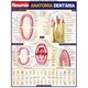 Livro - Anatomia Dentaria Resumao - Fischer