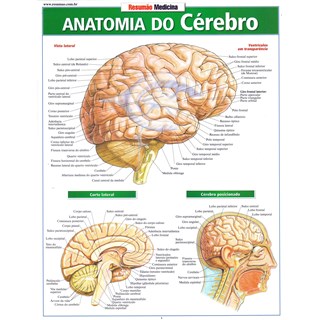 Livro - Resumão - Anatomia do Cérebro - Perez