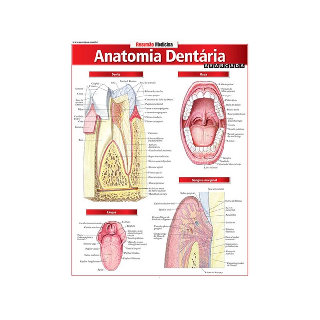 Livro - Resumao Medicina - Anatomia Dentária Avançada - Perez