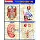 Livro - Sistema Urogenital Resumao - Barros